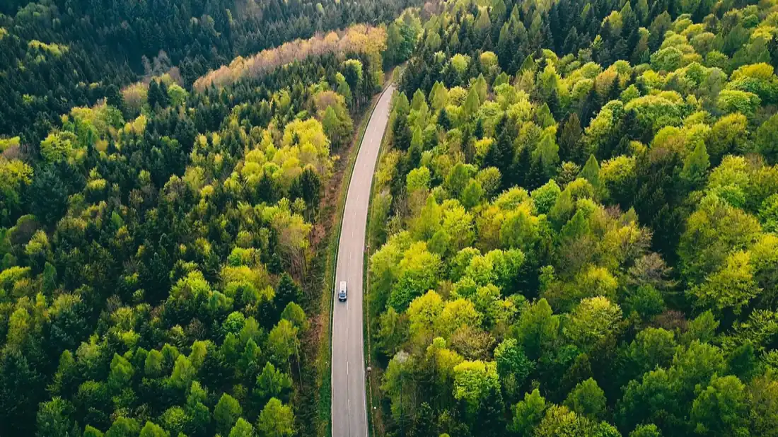 Weg in einem Landesforst, wie ihn die Forst-Navigationskarte klassifiziert